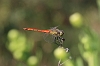 IMG_2720_Sympetrum_depressiusculum